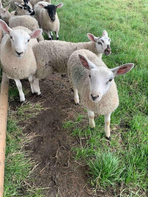 Villa Ivy House Farm, Near Longnor Longnor  Esterno foto